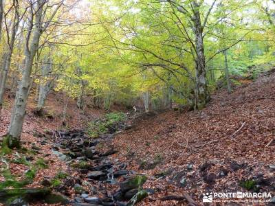 Hayedo de Tejera Negra [Serie Clásica];sendero del agua turismo senderismo